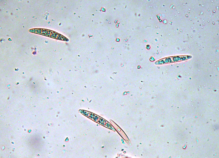Licheni dal Modenese